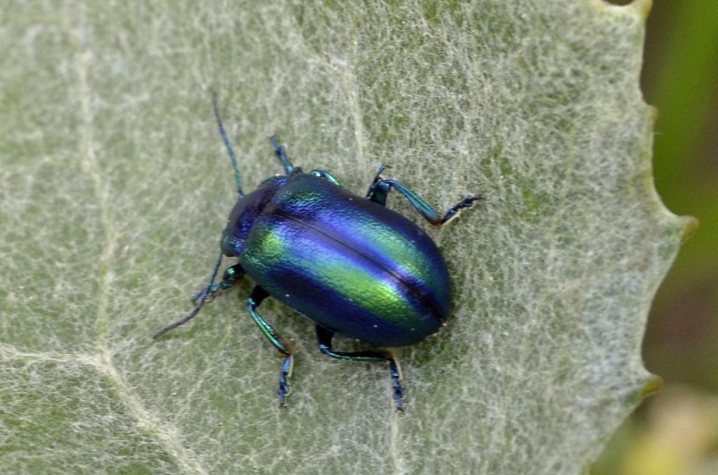 Oreina cacaliae? Molto probabilmente, s